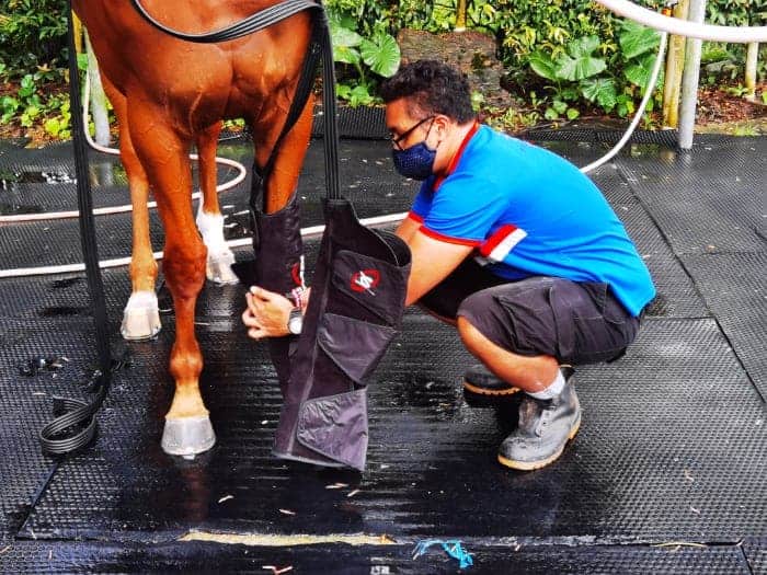 recovery systems equine fitting
